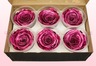6 konservierte Rosenköpfe, Metallic Rosa, Größe XL