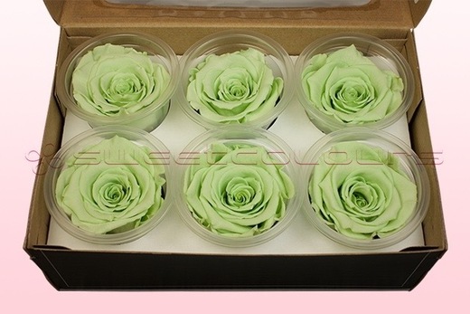 6 Preserved Rose Heads, Mint Green, Size L

