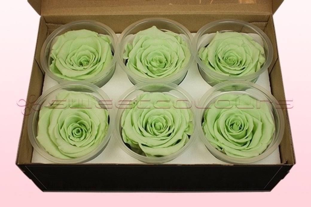 Preserved Roses Mint green