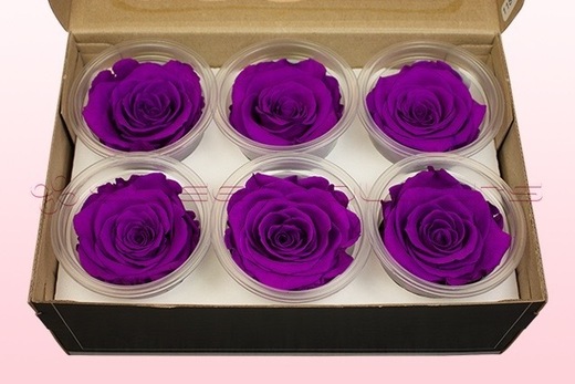 6 Preserved Rose Heads, Violet pink, Size L
