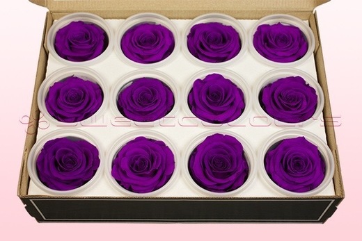 12 Têtes De Roses Conservées, Violet, Taille M