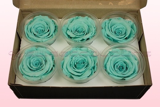6 Preserved Rose Heads, Turquoise, Size L
