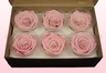 6 Preserved Rose Heads, Light Pink-White, Size L