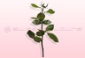 Caule de rosa com folha, 30 cm.
