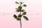 Rosenstjälk med blad, Rose amor, 30 cm.