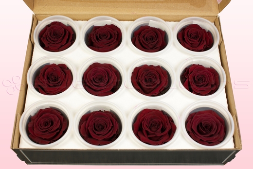 12 Preserved Rose Heads, Wine, Size M