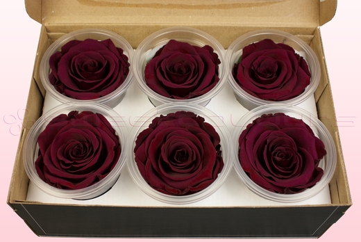 6 Preserved Rose Heads, Wine, Size L