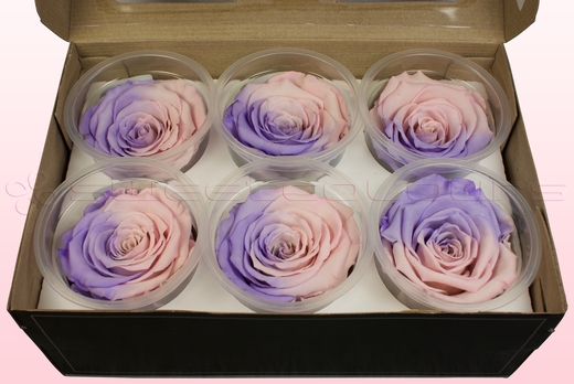 6 konservierte Rosenköpfe, Hellrosa & Lavendel, Größe XL