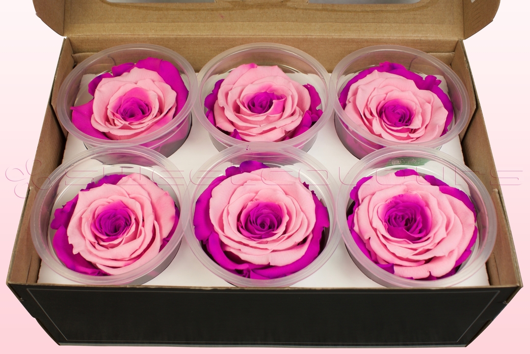 Preserved roses Pink & dark pink