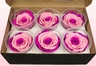 6 Preserved Rose Heads, Pink & dark pink, Size XL