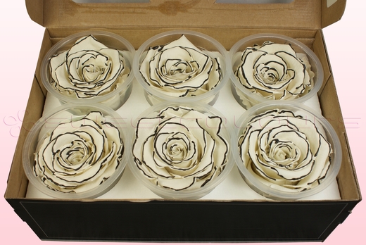 6 Têtes De Roses Conservées, Zèbre, Taille XL