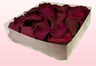 2 litre box with Wine coloured freeze dried rose petals 