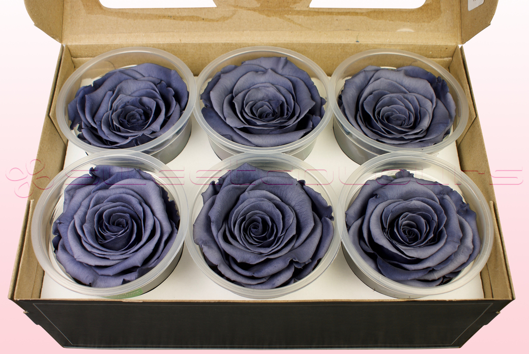 Preserved roses Grey