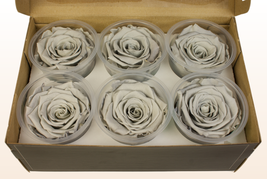 6 Rosas Sin Tallo Preservadas, Gris, Tamaño XL