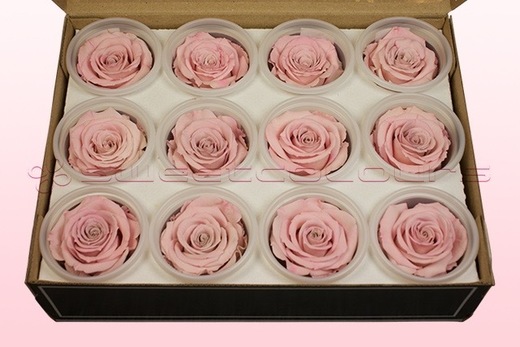 12 Rosas Sin Tallo Preservadas, Rosa Claro-Blanco, Tamaño M