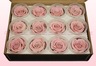 12 Têtes De Roses Conservées, Rose pâle-blanc, Taille M