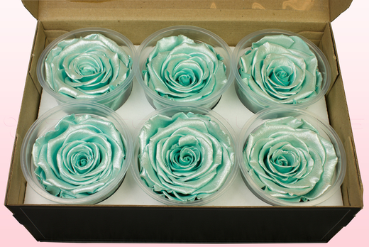 6 Têtes De Roses Conservées, Satin Turquoise, Taille XL