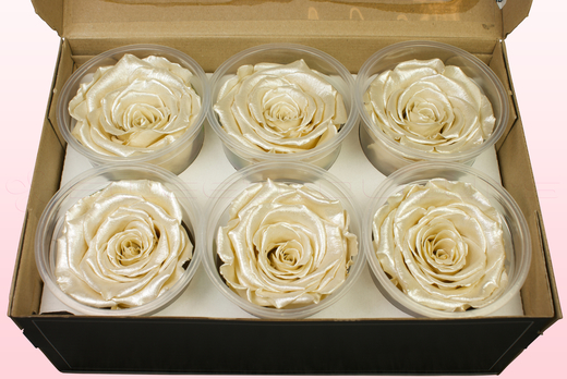 6 Preserved Rose Heads, Satin champagne, Size XL
