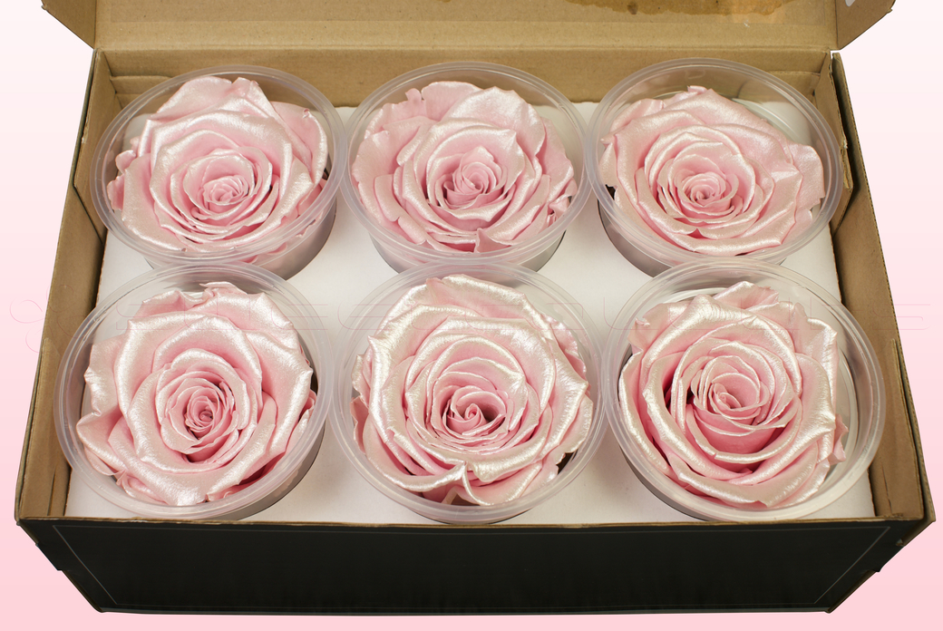 Preserved roses Satin light pink
