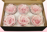 6 Rosas Inteiras Conservadas, Cetim rosa claro, Tamanho XL