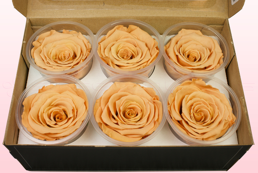 6 Rosas Sin Tallo Preservadas, Toffee, Tamaño XL