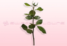 Rosenstiele mit Blatt, Rose amor, 30 cm.