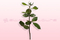Tige de rose avec feuilles, Rose amor, 30 cm.