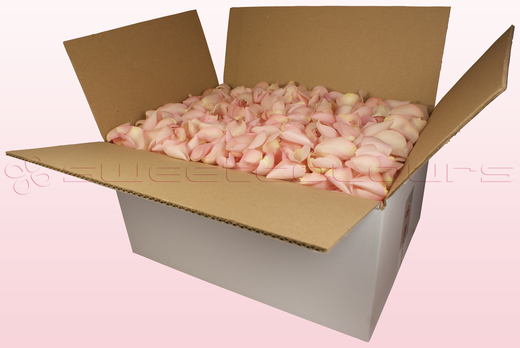 Caja de 24 litros con pétalos de rosa liofilizados de color rosa elegante. 