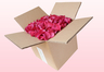 8 Liter Karton mit gefriergetrockneten Rosenblättern in der Farbe Magenta Pink